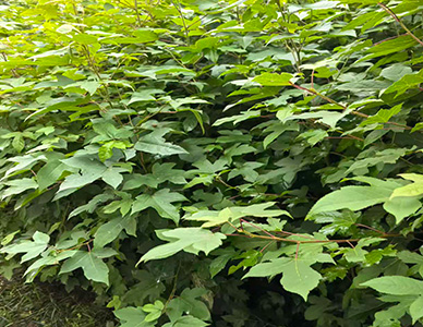 1774413998466451.jpg 枫香苗.jpg